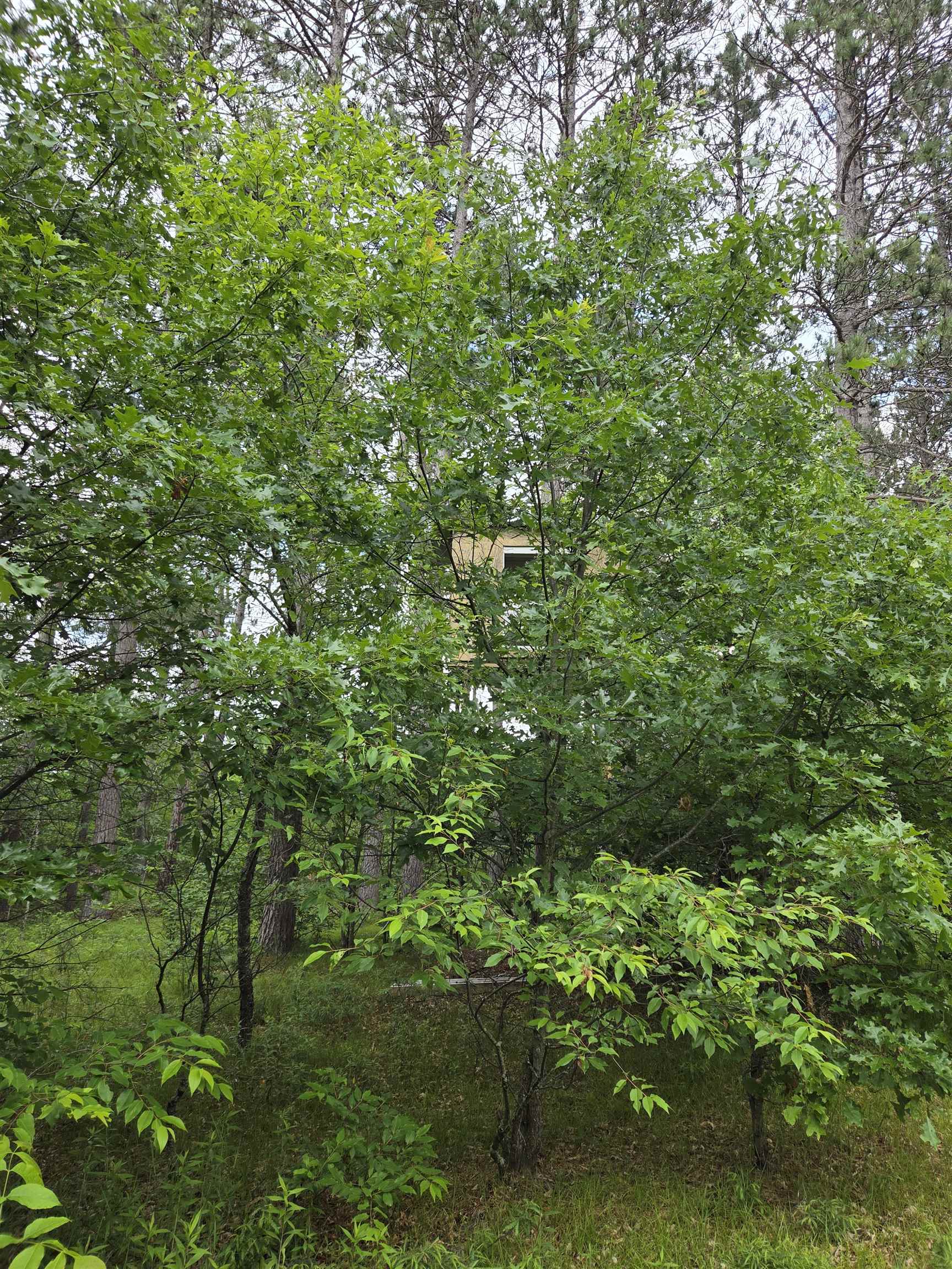 Tower Road Athelstane, WI 54104 - Photo 23 of 25