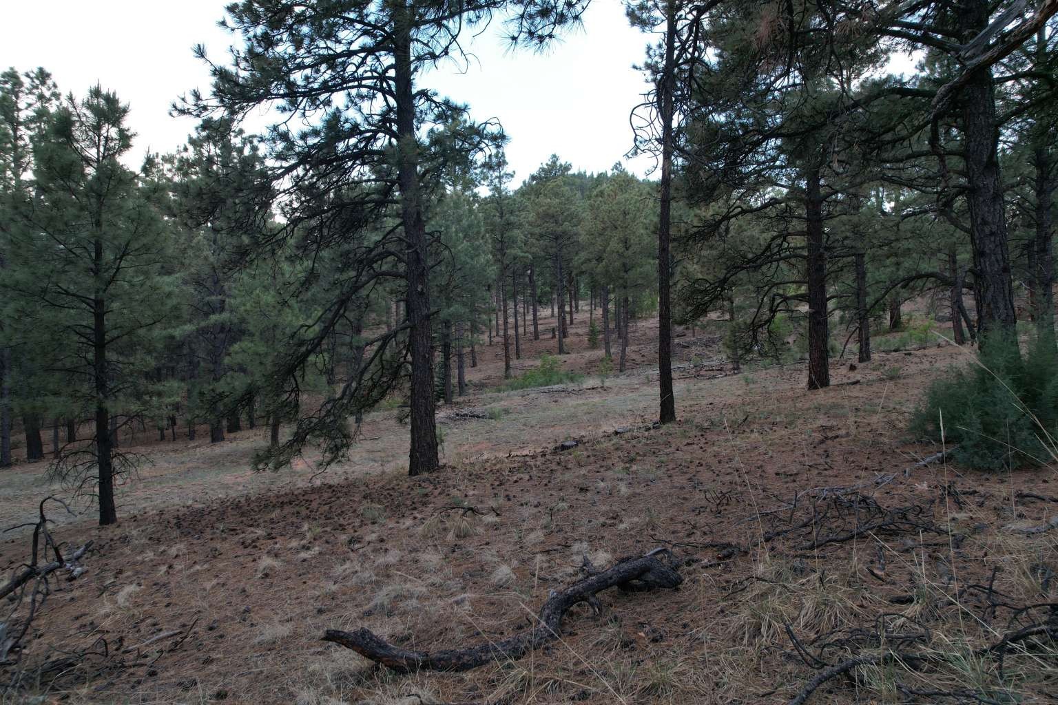 0 A015 County Road Mora, NM 87732 - Photo 2 of 40