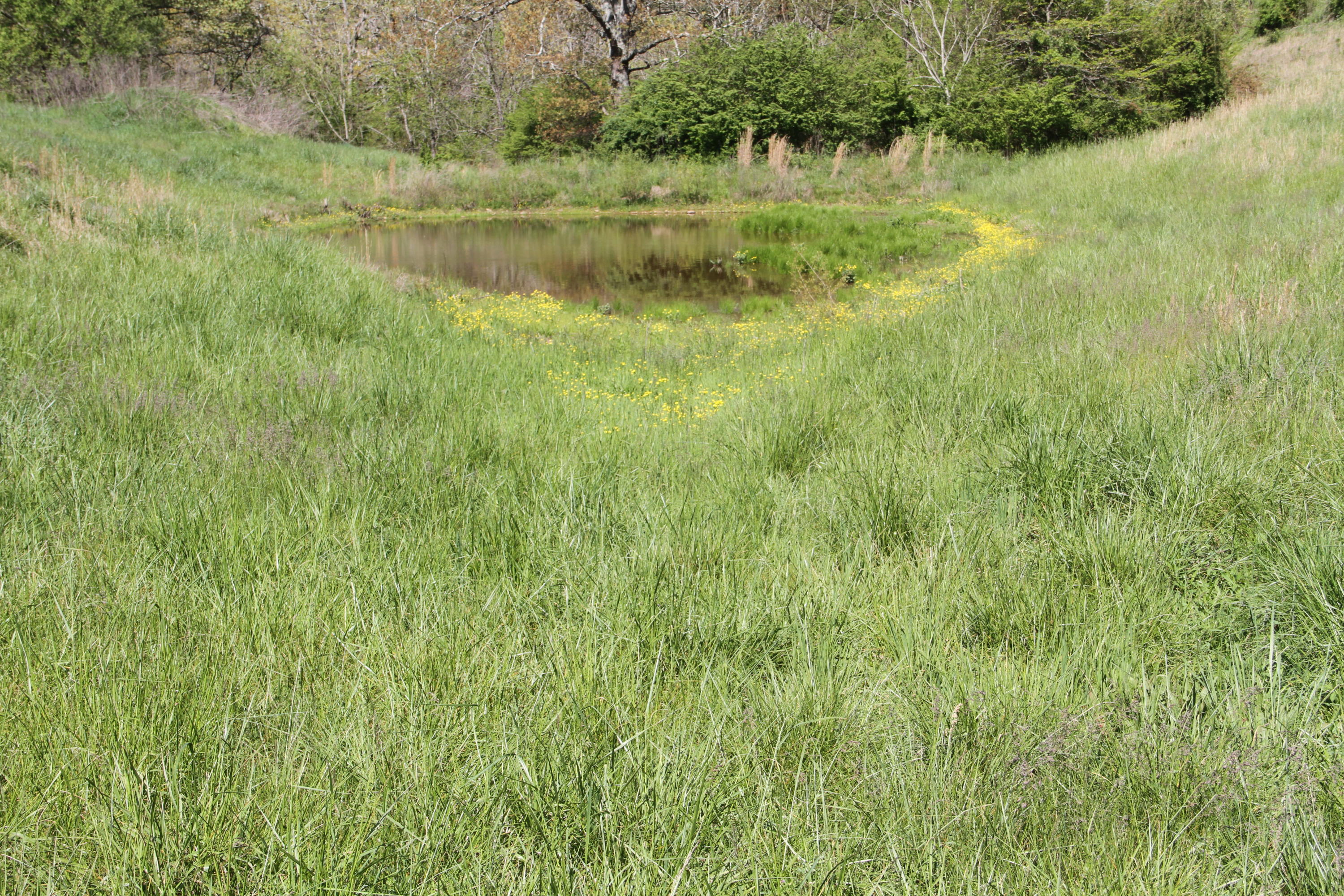46.62-acre Vonore Road Loudon, TN 37774 - Photo 14 of 17 IMG_8734
