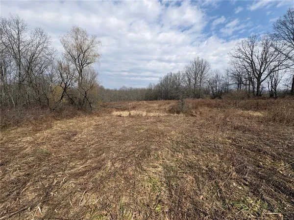 a view of a yard with trees