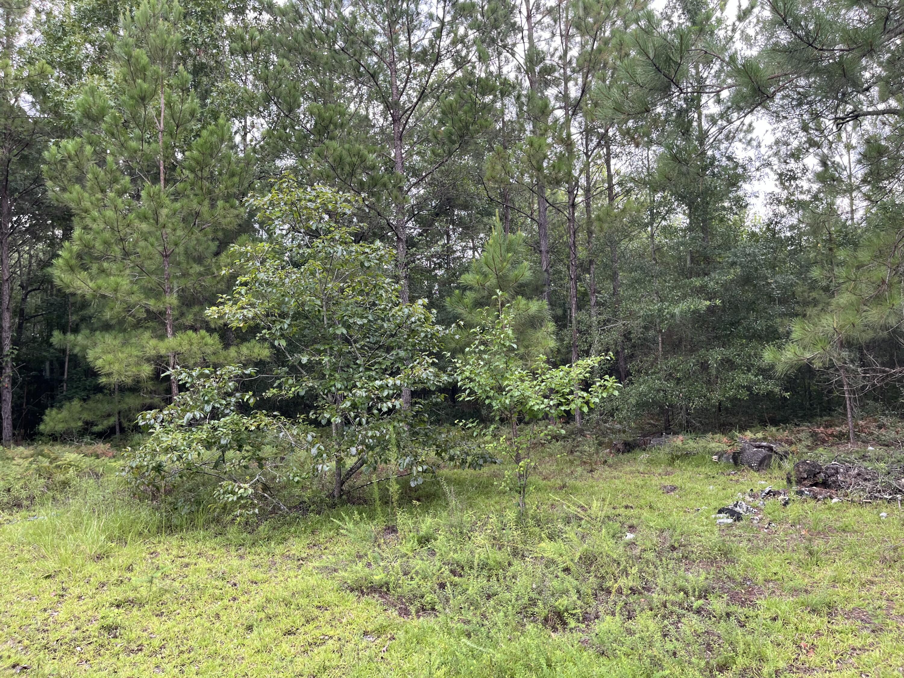 0 Carolette Court Walterboro, SC 29488 - Photo 14 of 18 IMG_3636
