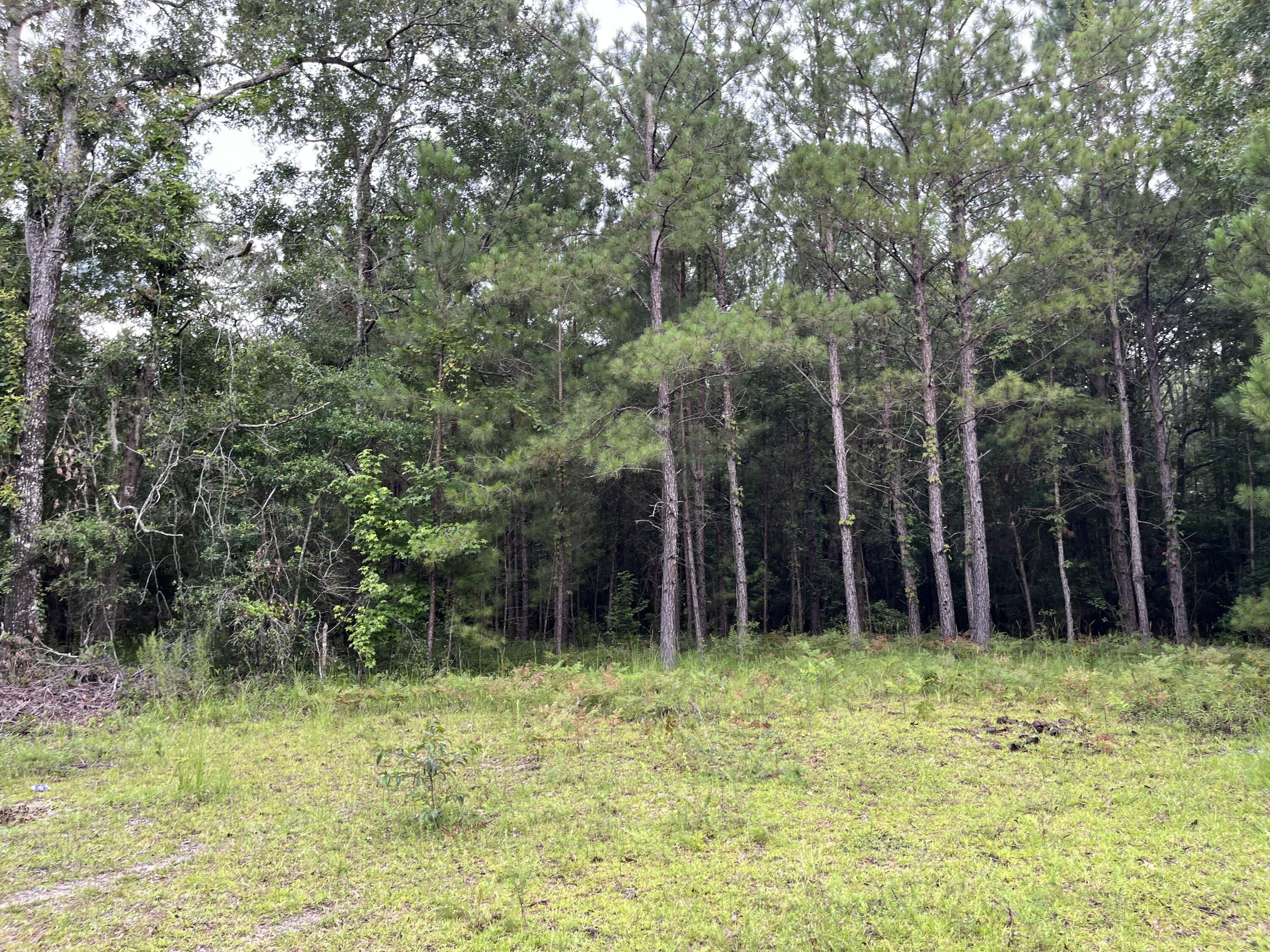 0 Carolette Court Walterboro, SC 29488 - Photo 15 of 18 IMG_3635