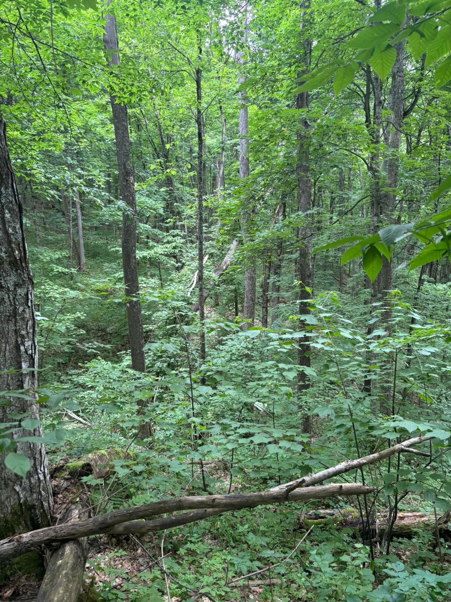 Tower Road Vanderbilt, MI 49795 - Photo 4 of 7 Gallery Image 4