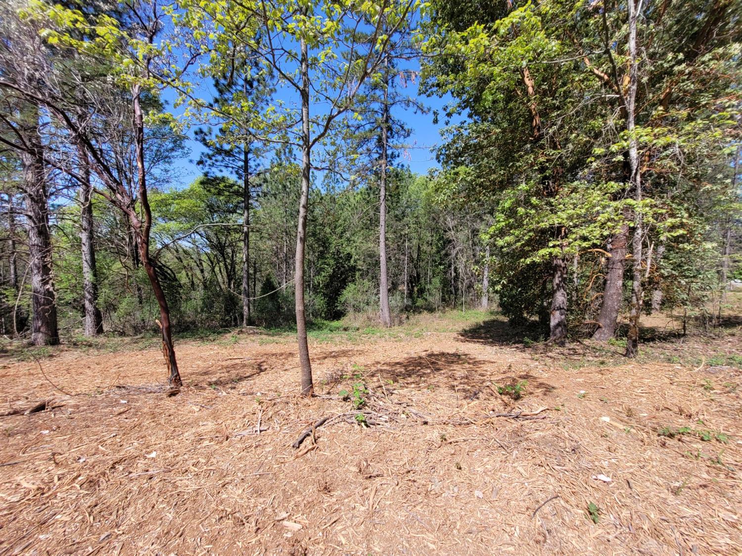 13560 Hopeful Hill Road Nevada City, CA 95959 - Photo 14 of 23 a view of a tree with a yard