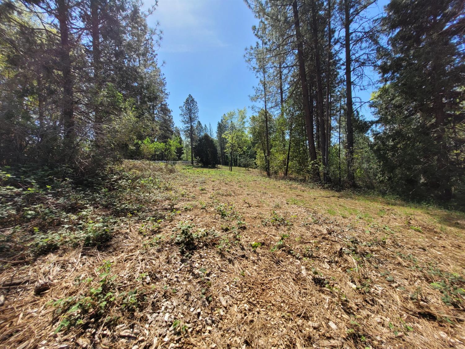13560 Hopeful Hill Road Nevada City, CA 95959 - Photo 3 of 23 a view of a yard with trees