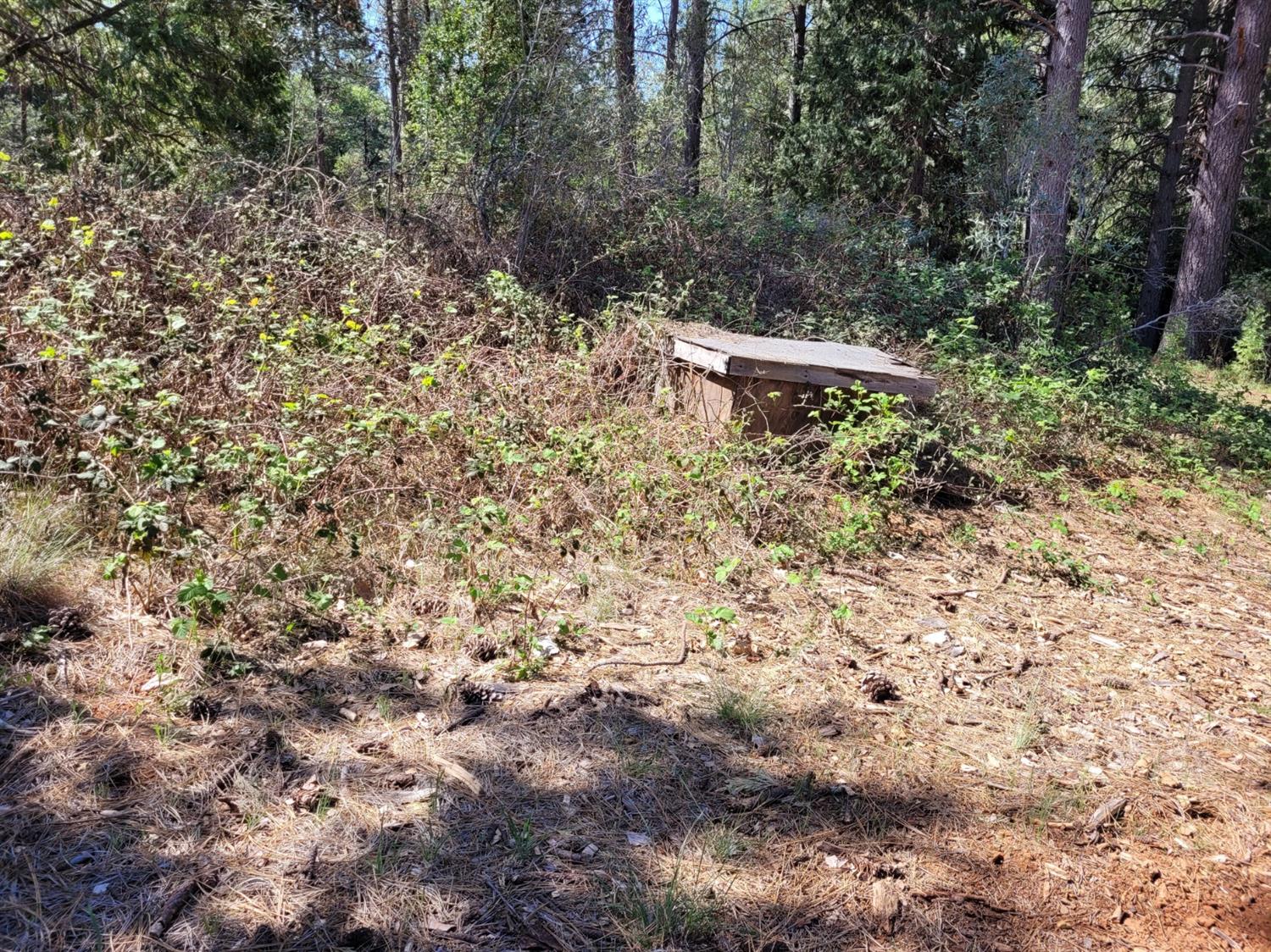 13560 Hopeful Hill Road Nevada City, CA 95959 - Photo 4 of 23 a view of a forest with a tree