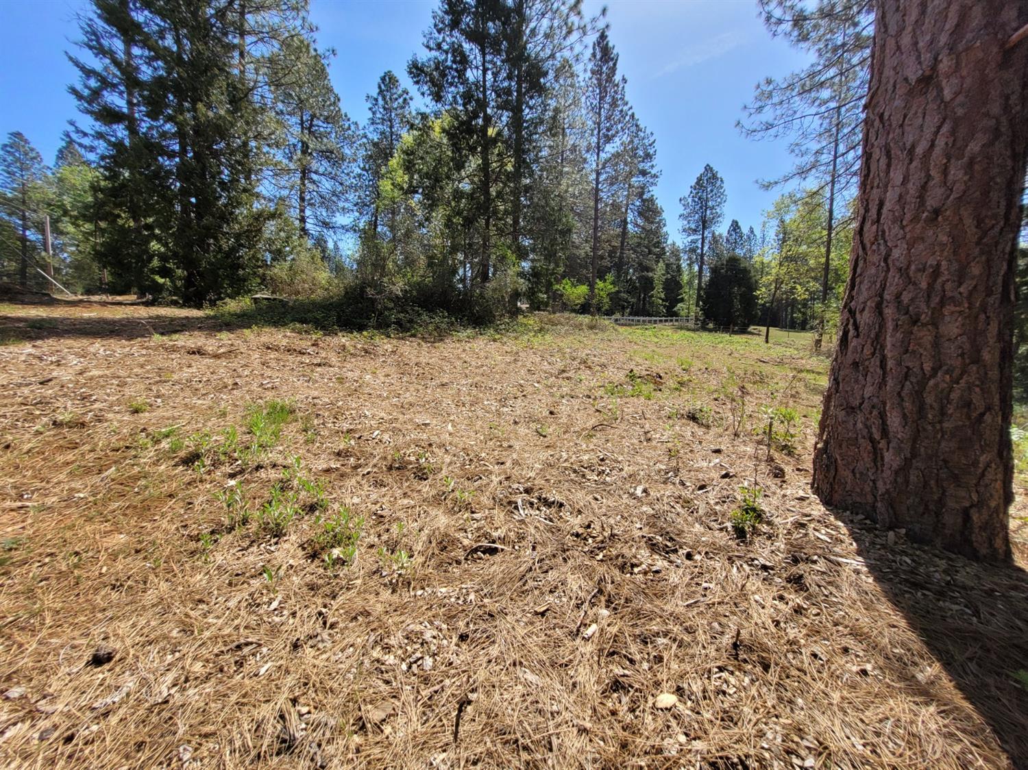 13560 Hopeful Hill Road Nevada City, CA 95959 - Photo 6 of 23 a view of a yard with trees