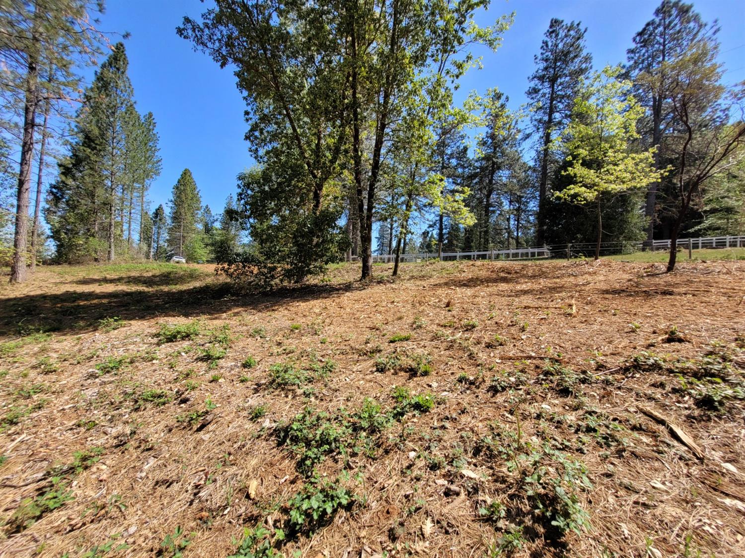 13560 Hopeful Hill Road Nevada City, CA 95959 - Photo 7 of 23 a view of a yard with a tree