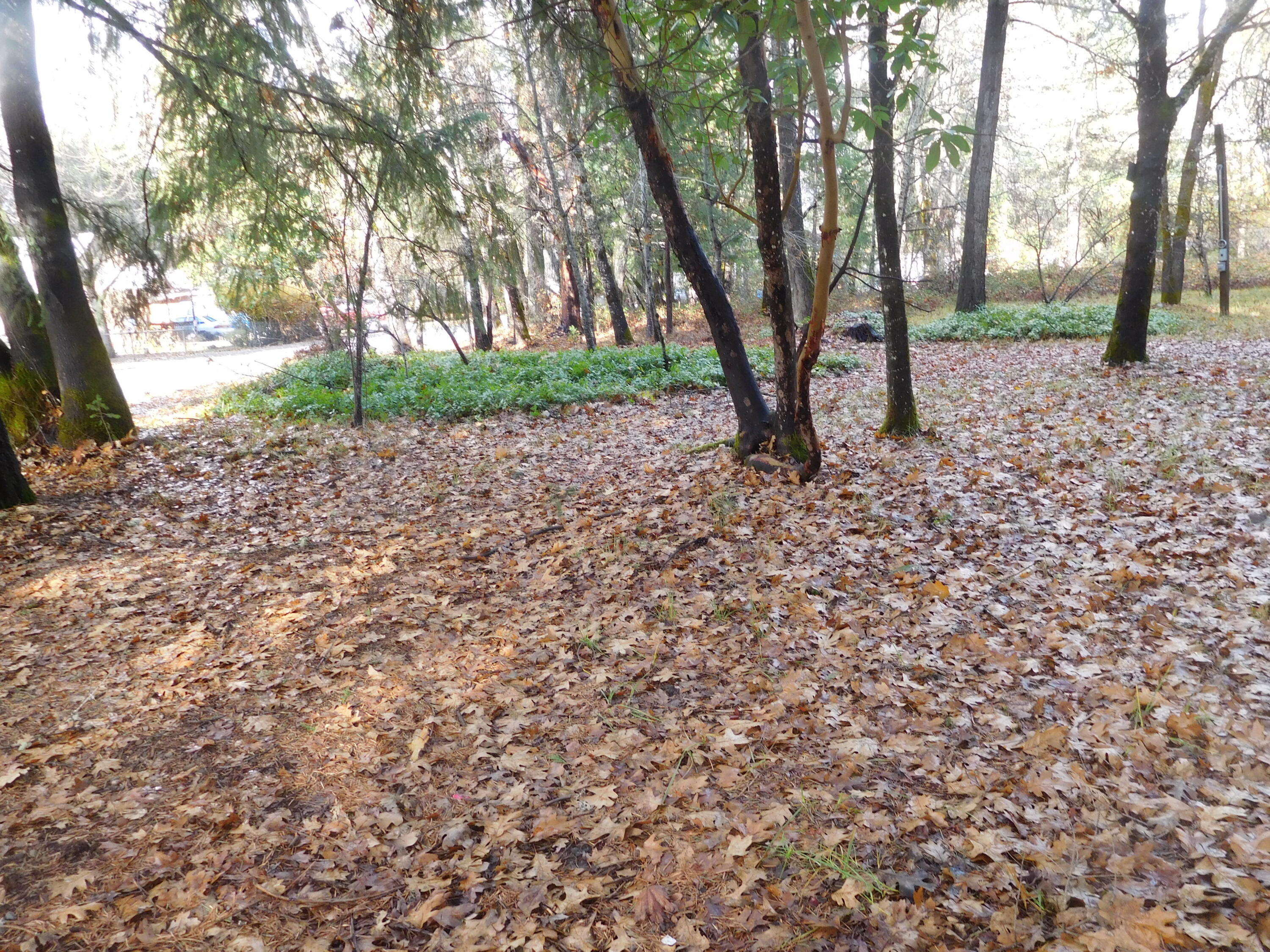 406 Lister Street Cave Junction, OR 97523 - Photo 3 of 4 a view of outdoor space with trees