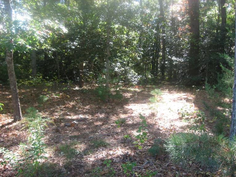 55 Hi Ona Hill Road Centerville, MA 02632 - Photo 7 of 11 a view of a yard with a tree