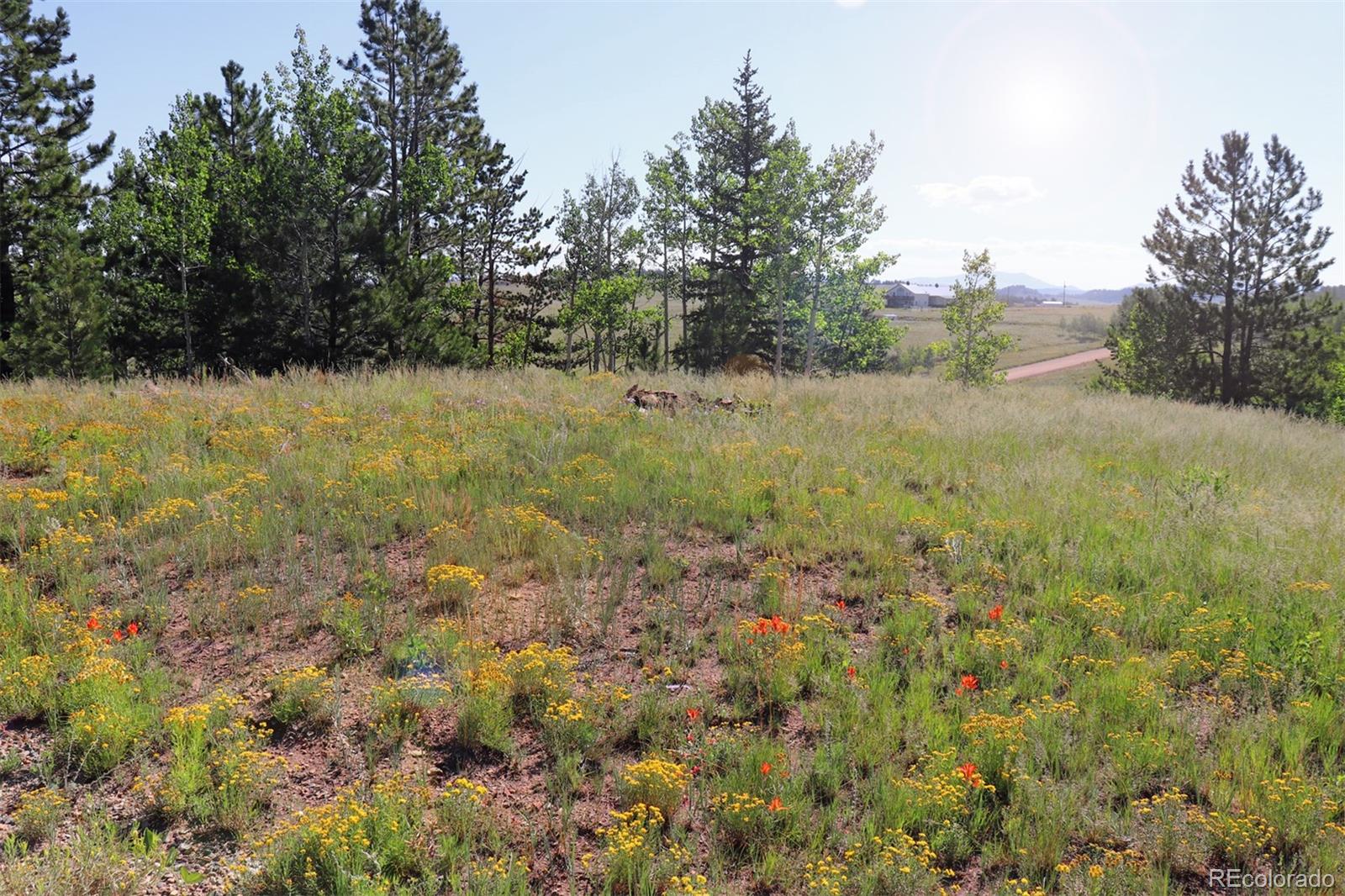 49 Pitchfork Road Hartsel, CO 80449 - Photo 20 of 28 a view of a yard with a tree