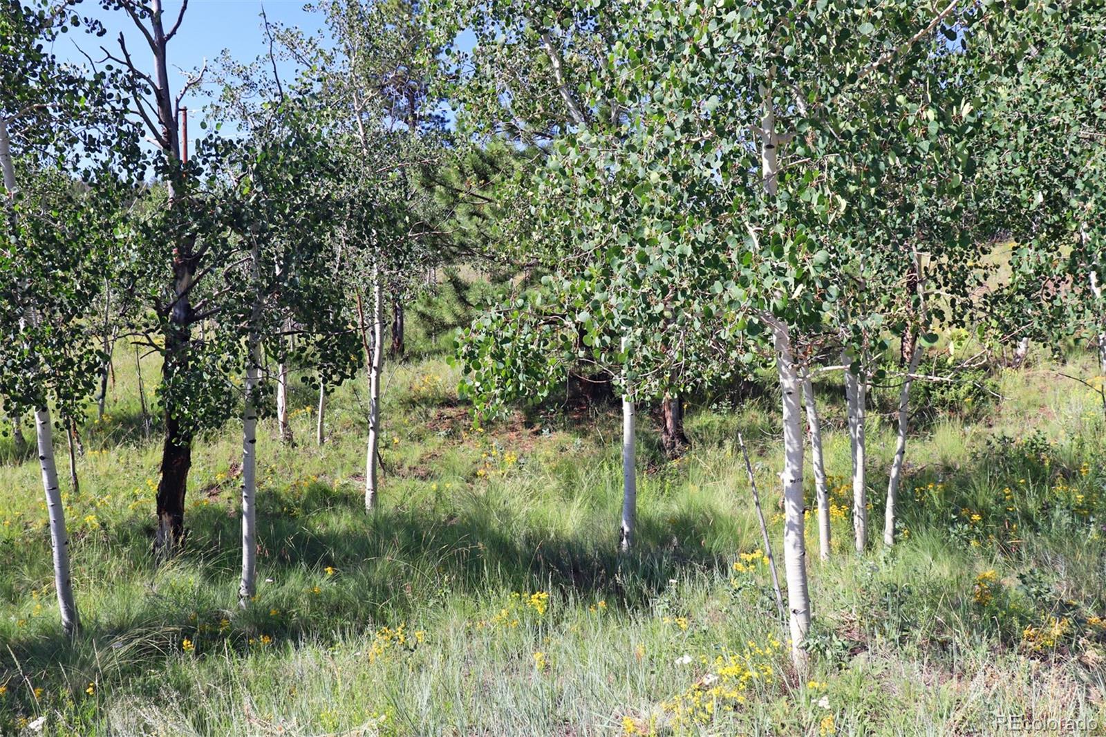 49 Pitchfork Road Hartsel, CO 80449 - Photo 2 of 28 a view of a lush green space and a lake view