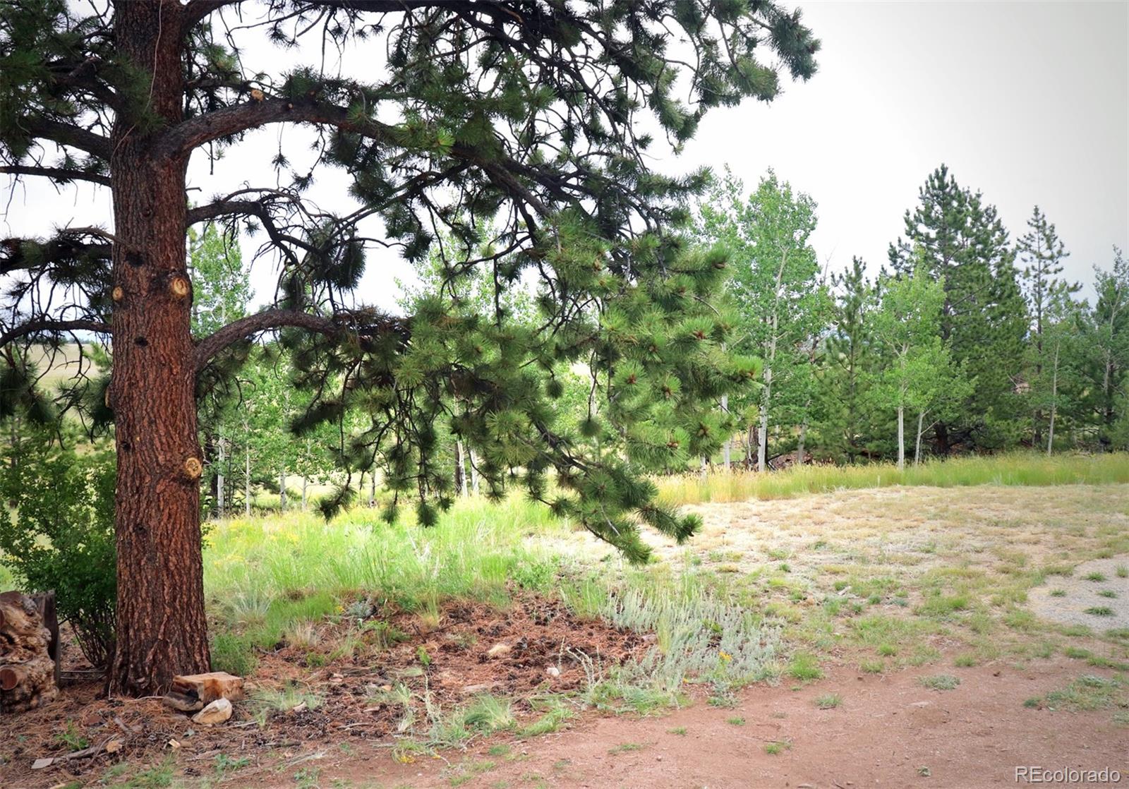 49 Pitchfork Road Hartsel, CO 80449 - Photo 21 of 28 a view of a yard with plants