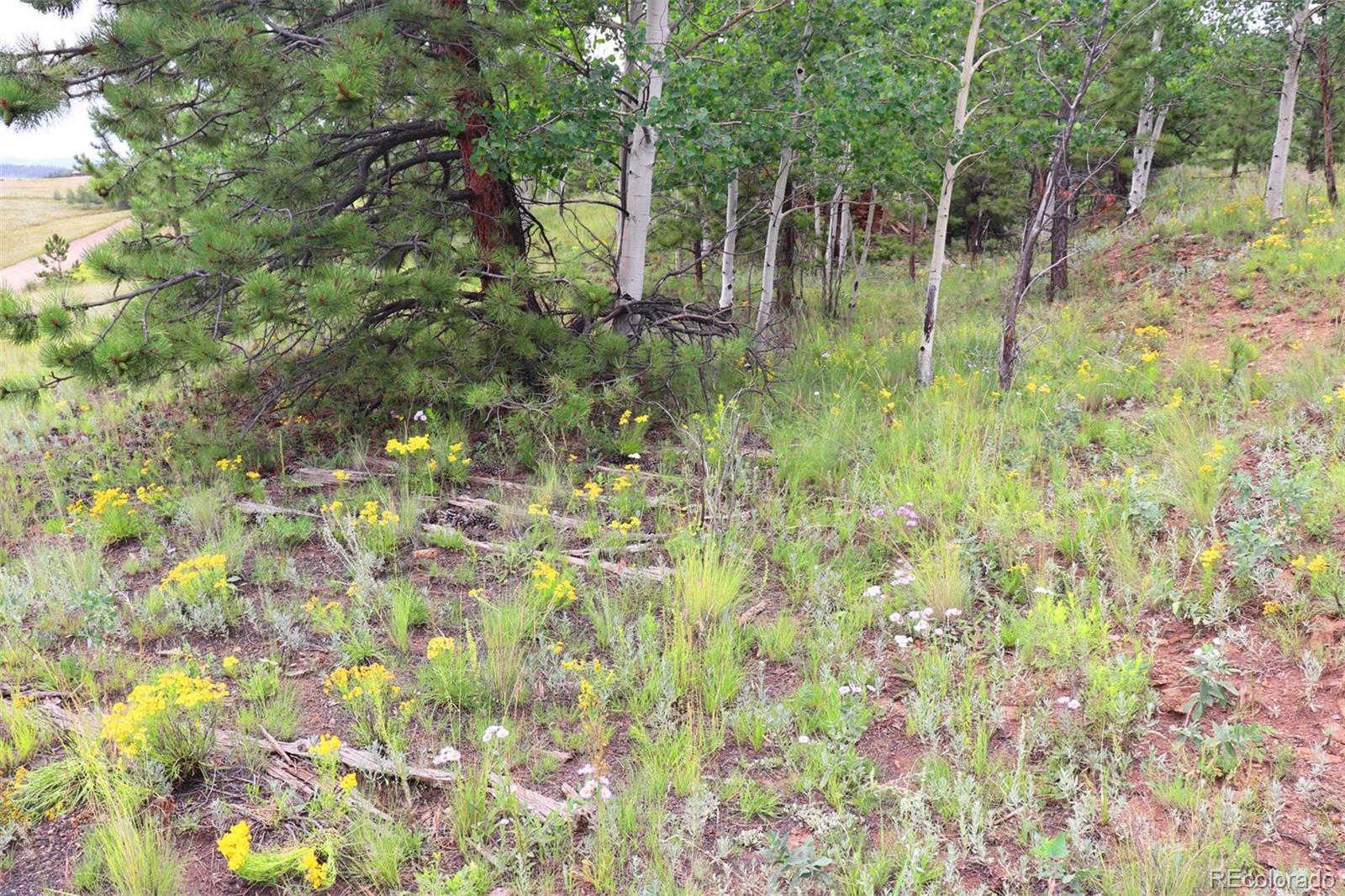49 Pitchfork Road Hartsel, CO 80449 - Photo 22 of 28 a view of garden