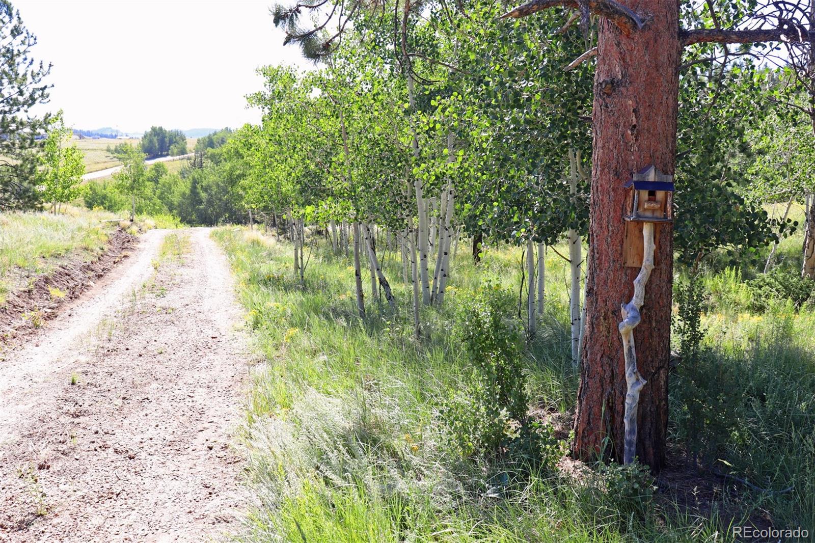 49 Pitchfork Road Hartsel, CO 80449 - Photo 7 of 28 a view of a yard with plants and large trees