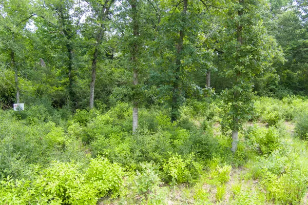 a view of a lush green forest