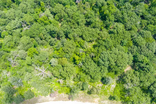 a view of a lush green forest with a tree
