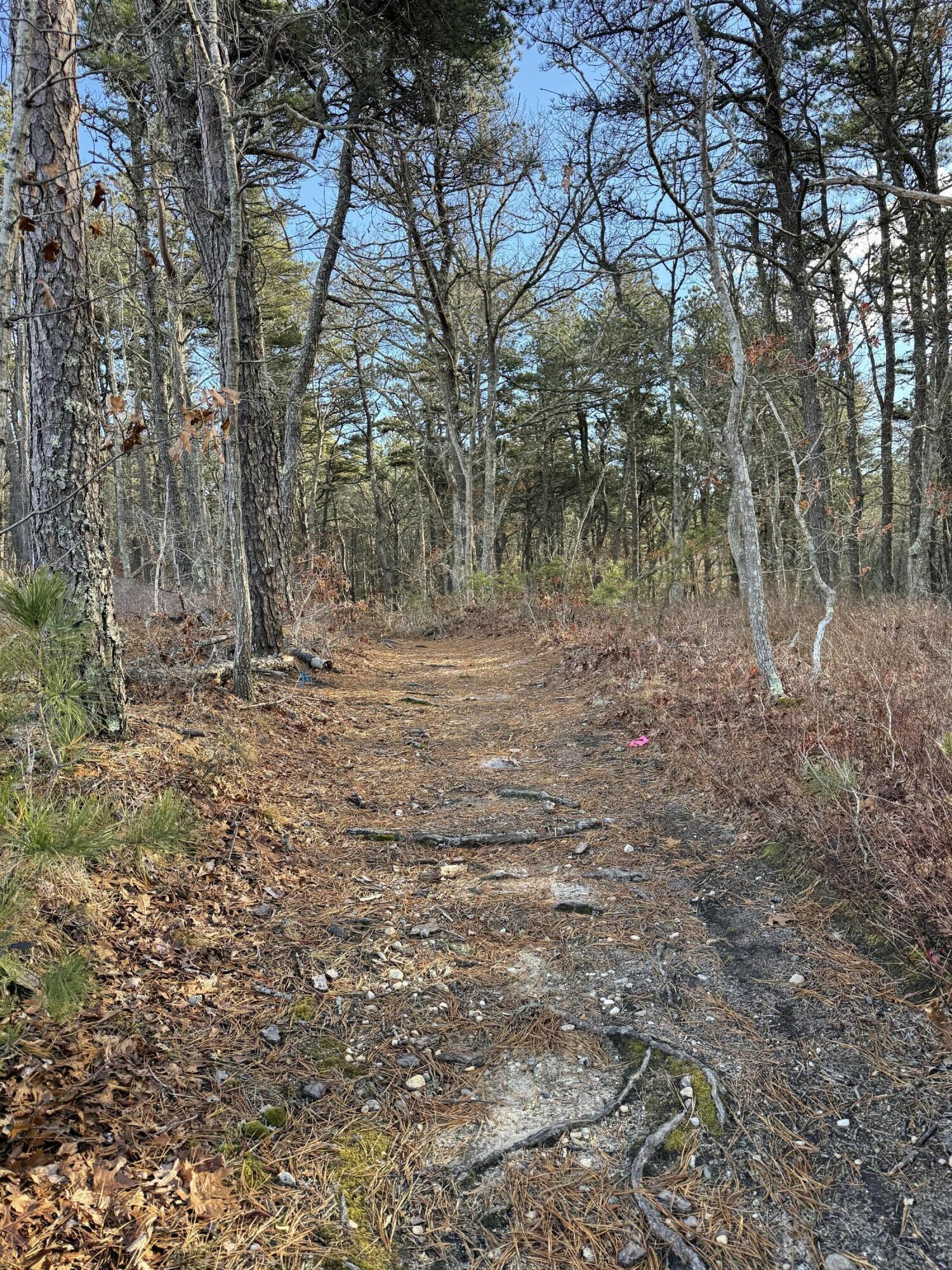 1 Bentley Road Harwich, MA 02645 - Photo 4 of 6 a view of outdoor space with trees