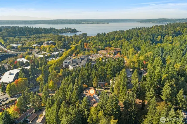 a view of a bunch of trees and bushes