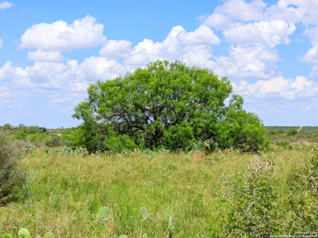 a view of a bunch of trees