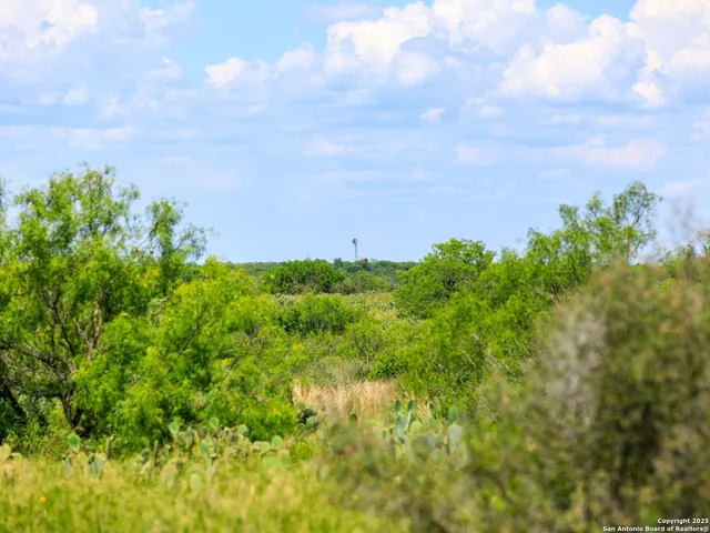 a view of a bunch of trees and bushes