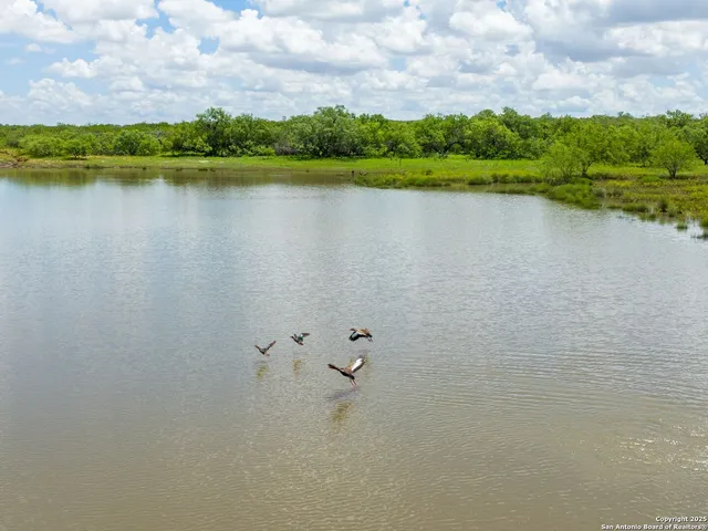 a view of a big yard with a large tree