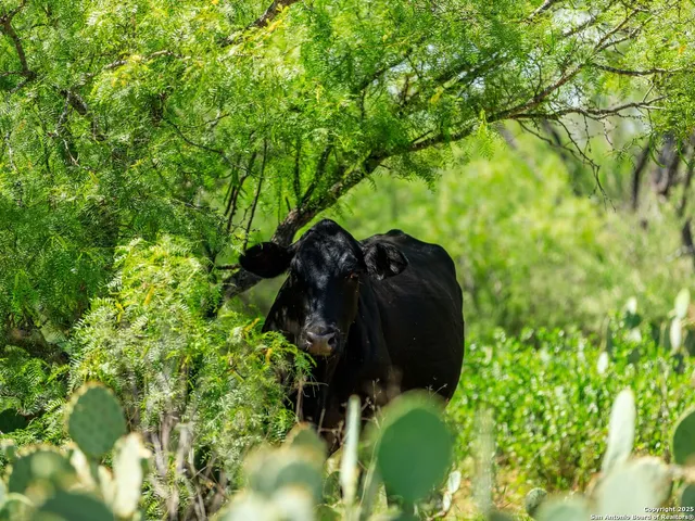 a view of a back yard