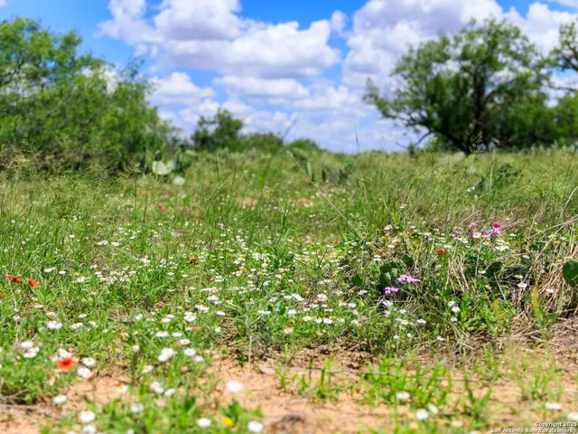 a view of a bunch of trees
