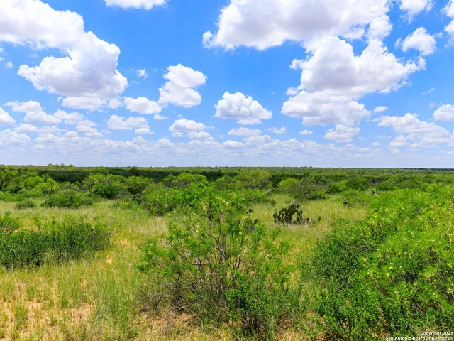 a view of a bunch of plants and trees