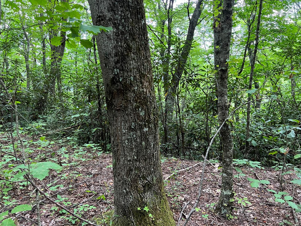 0 Falls Road Andrews, NC 28901 - Photo 11 of 26 Gallery Image 11