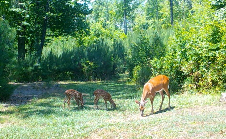 0 Lindsey Lake Road Dallas, GA 30157 - Photo 5 of 46