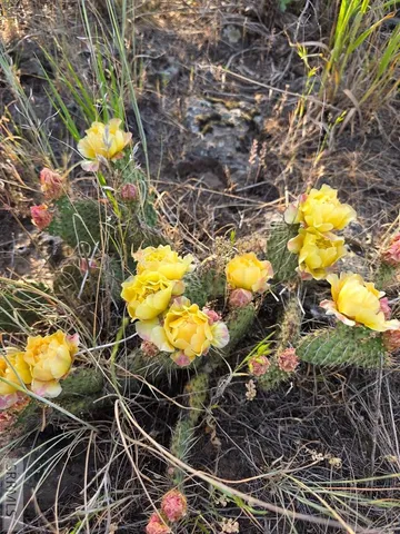 $119,000 | 875 Southeast N, Ashton, ID 83420