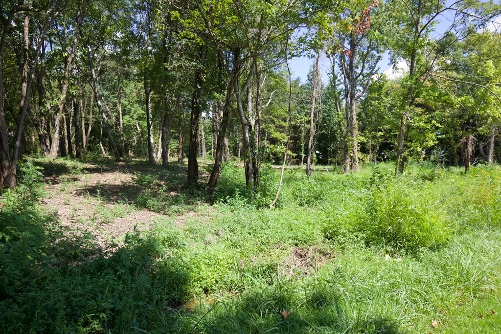 204 Vandy Circle Sparta, TN 38583 - Photo 2 of 9 a big yard with lots of green space and deers