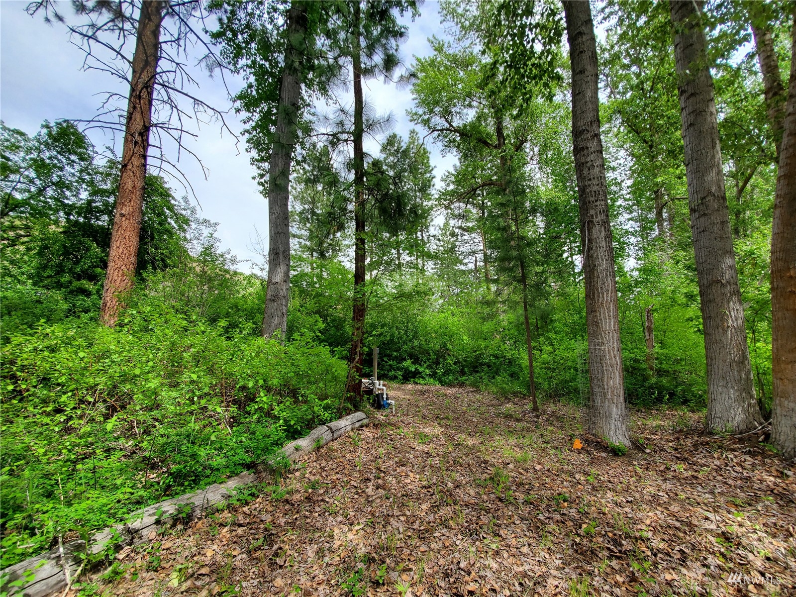 155 Twisp River Road Twisp, WA 98856 - Photo 6 of 39 a view of a forest with trees in the background