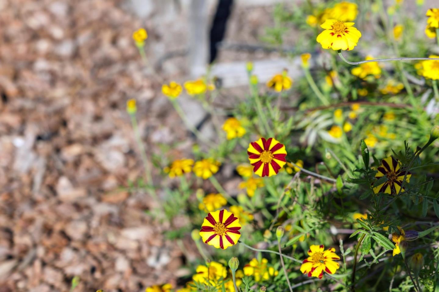 653 Larkin Valley Road Watsonville, CA 95076 - Photo 83 of 116 a view of a bunch of flowers