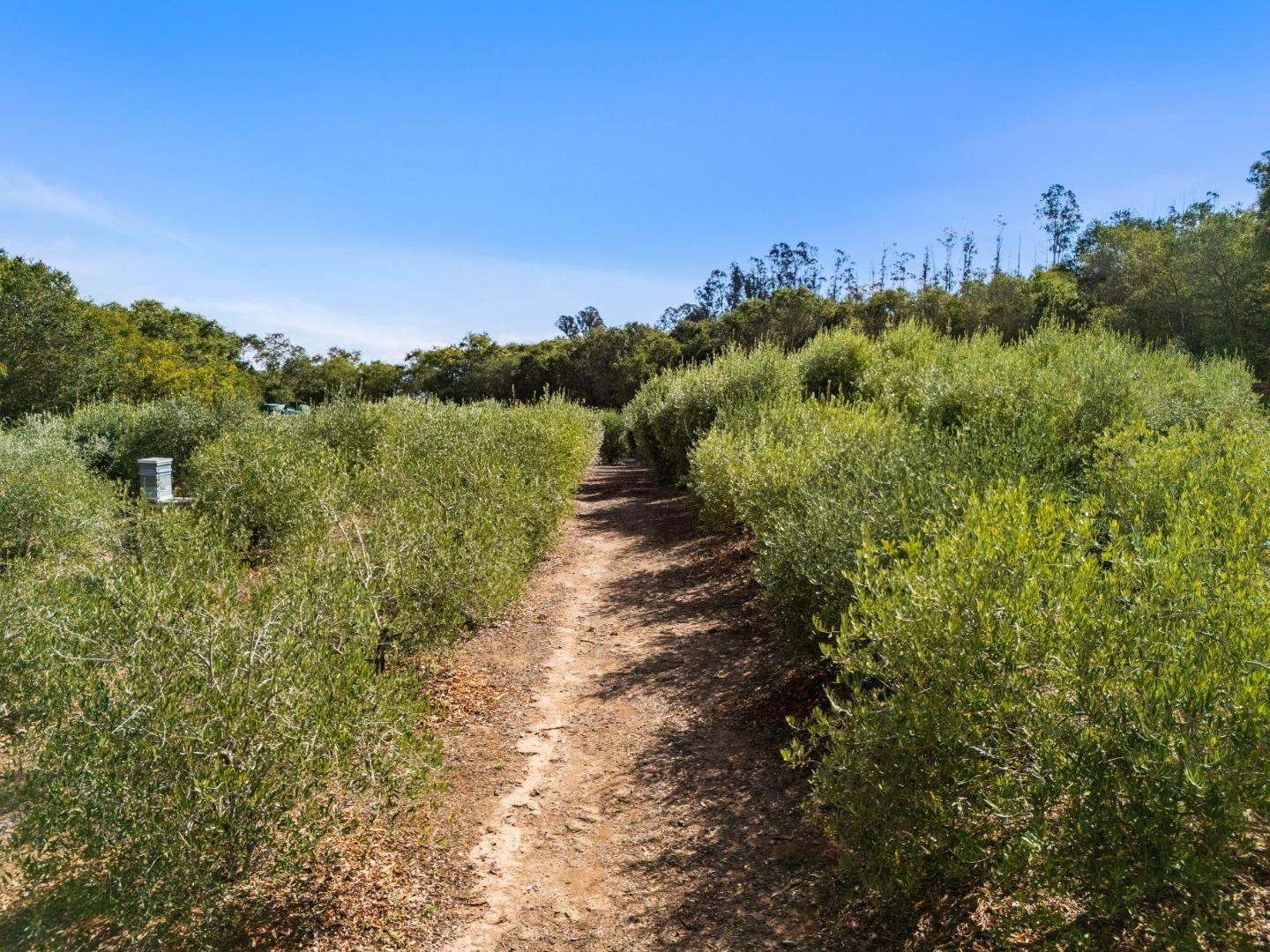 653 Larkin Valley Road Watsonville, CA 95076 - Photo 90 of 116 a view of a pathway both side of grassy field with trees