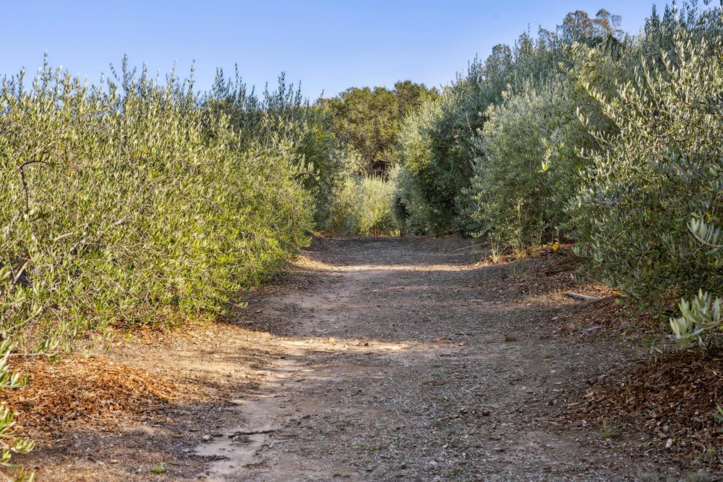 653 Larkin Valley Road Watsonville, CA 95076 - Photo 91 of 116 a view of a field with trees in the background
