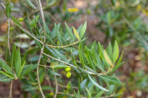 $1,895,000 | 653 Larkin Valley Road, Watsonville, CA 95076