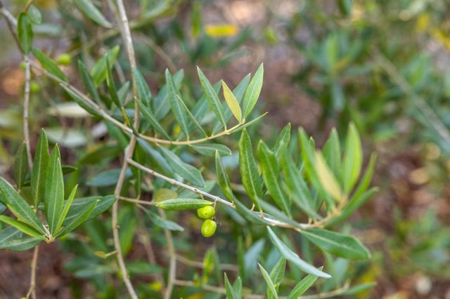 $1,900,000 | 653 Larkin Valley Road, Watsonville, CA 95076