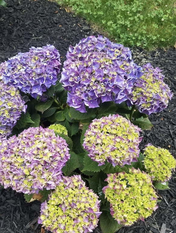 6 Connor Lane Princeton, MA 01541 - Photo 38 of 42