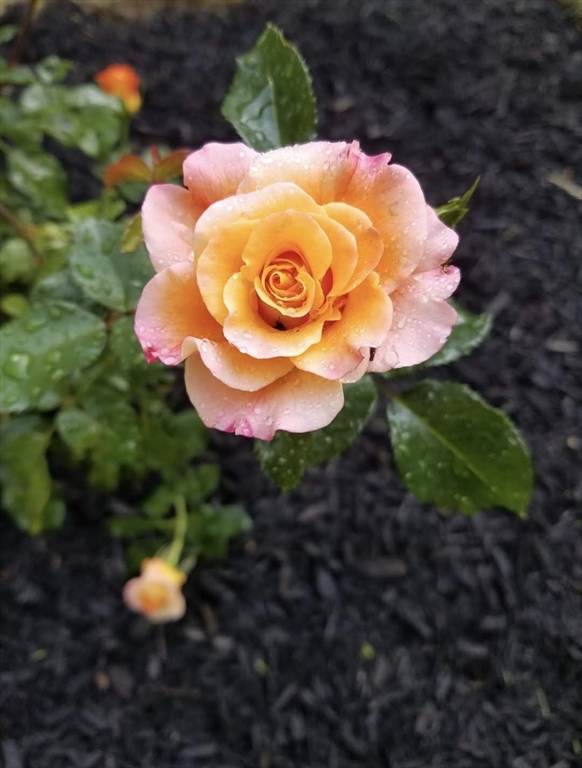 6 Connor Lane Princeton, MA 01541 - Photo 39 of 42