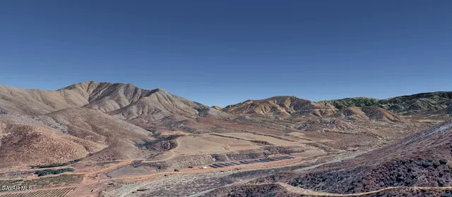 a view of a forest with a tree