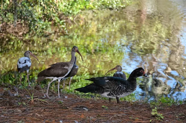 $775,000 | 2426 Wisteria Street, Sarasota, FL 34239