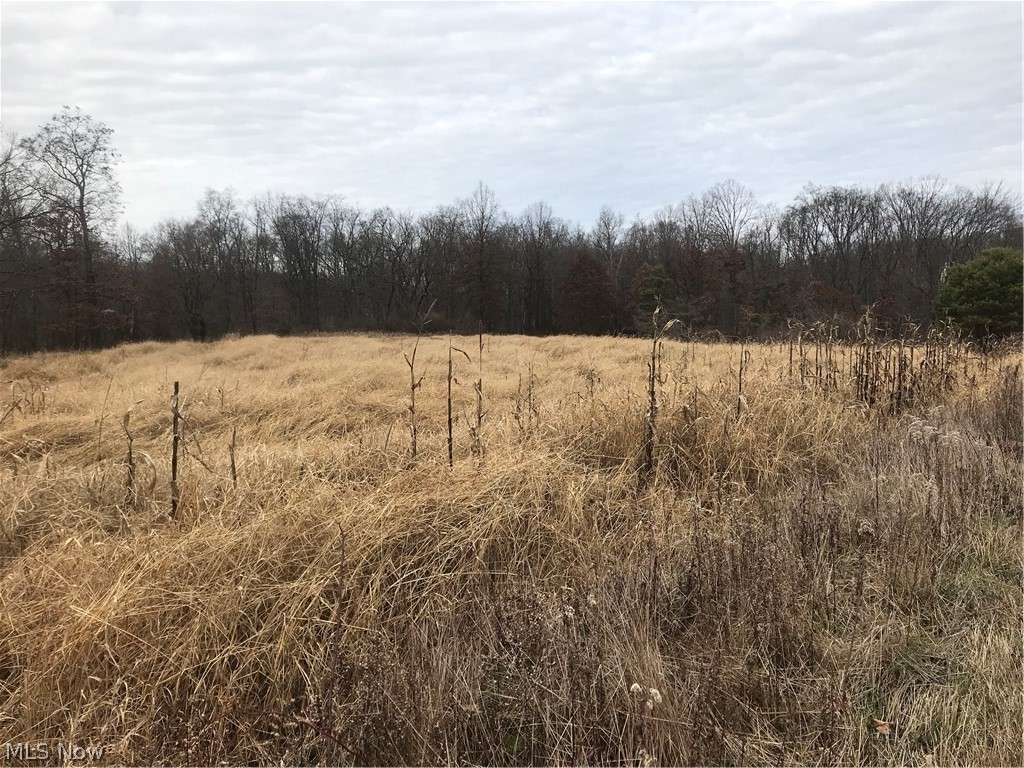 8200 Gibson Road Canfield, OH 44406 - Photo 4 of 19 Room to till some acreage. Feed them and they will be there.