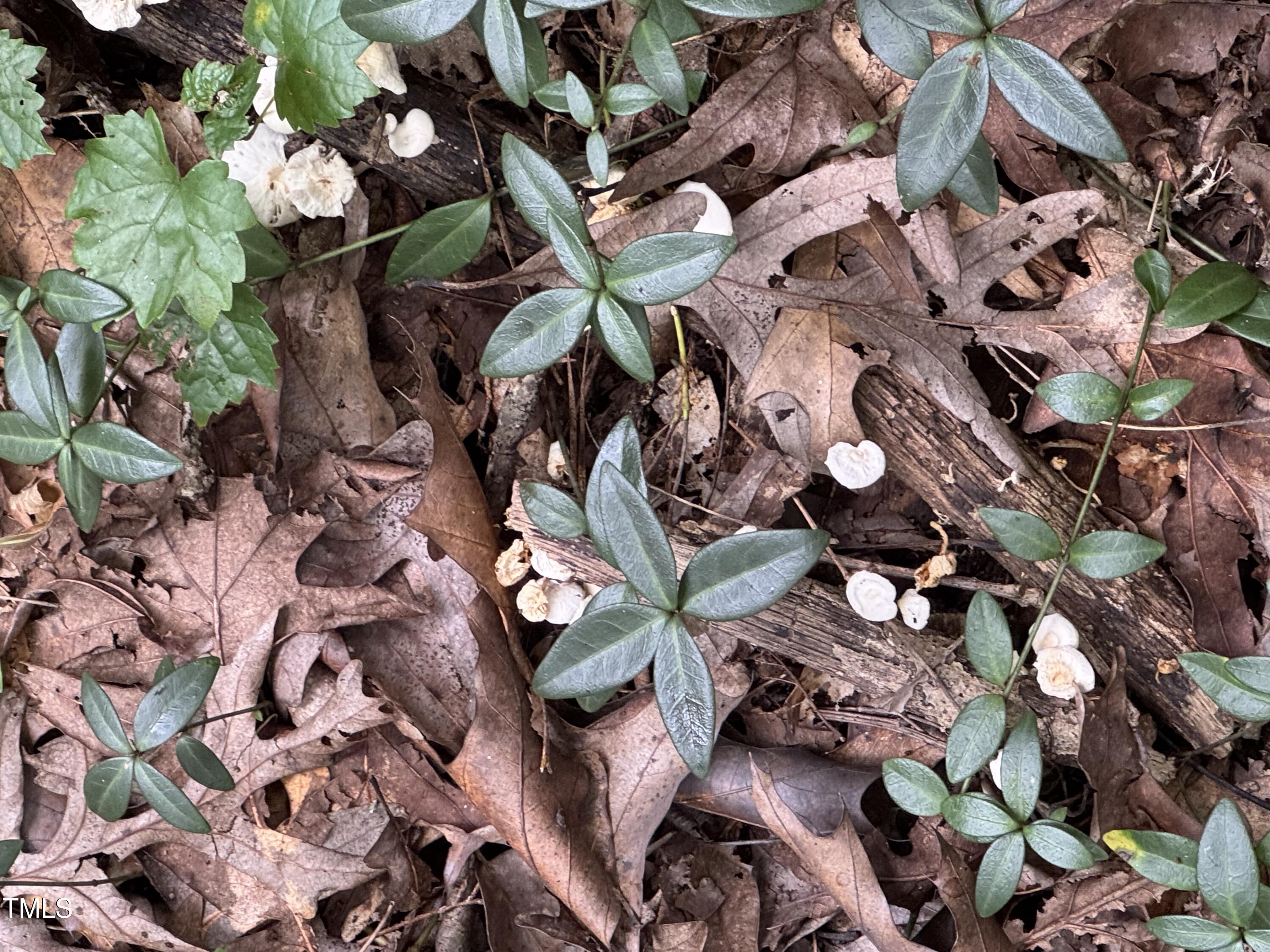 Tbd Tbd Walnut Springs Goldston, NC 27252 - Photo 13 of 28