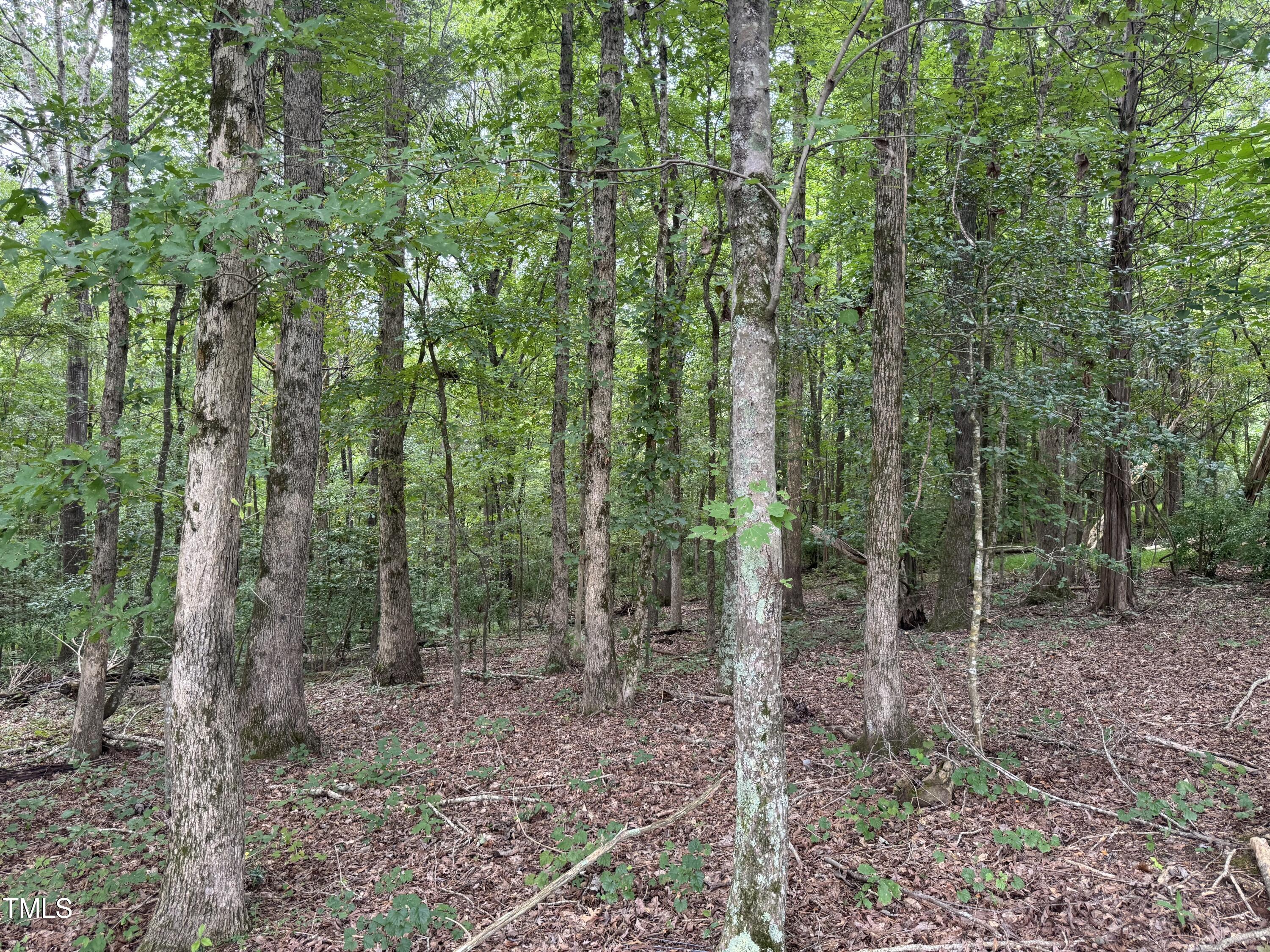 Tbd Tbd Walnut Springs Goldston, NC 27252 - Photo 14 of 28 a view of a forest that has large trees