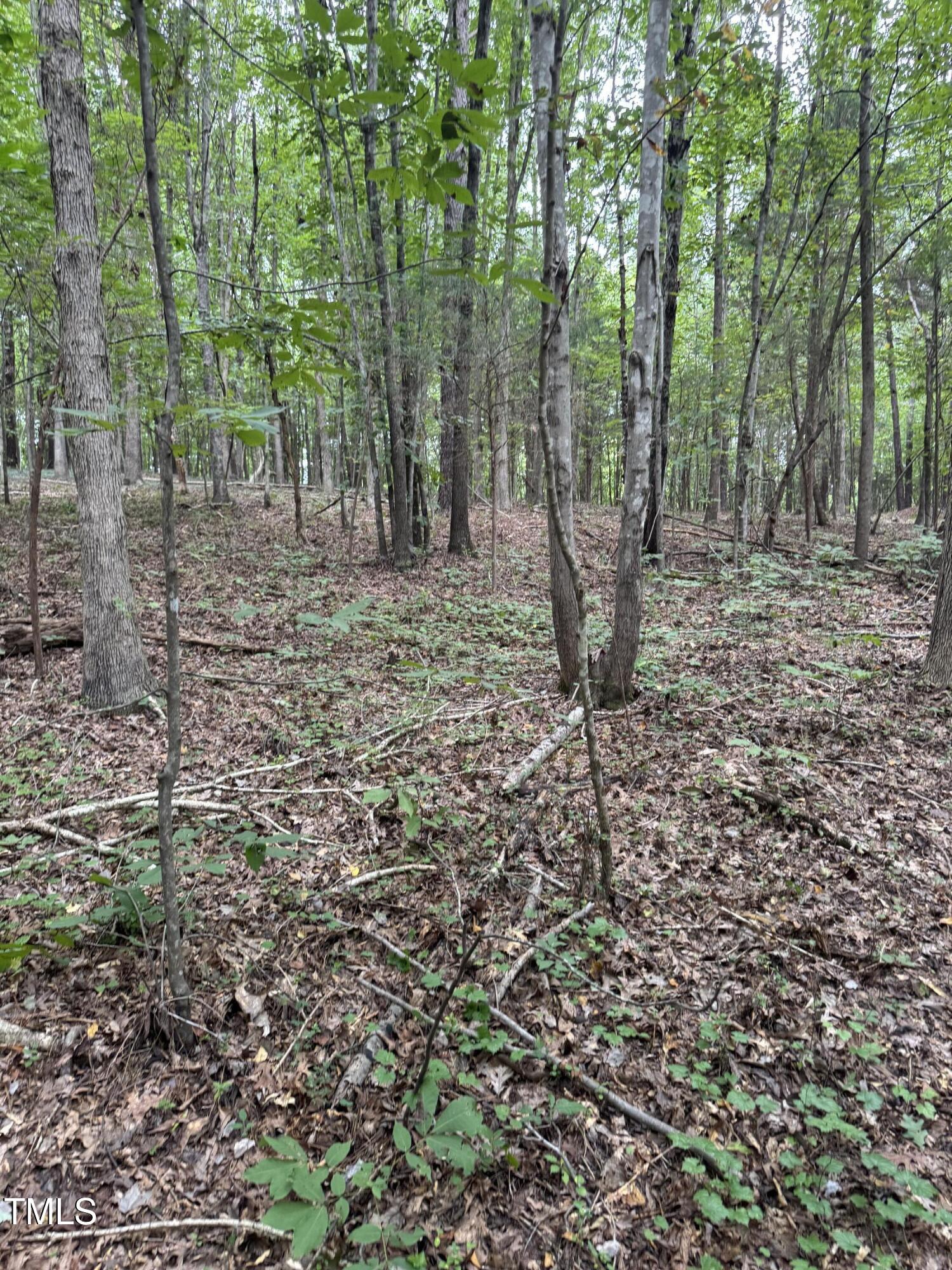 Tbd Tbd Walnut Springs Goldston, NC 27252 - Photo 18 of 28 a view of a forest with trees in the background