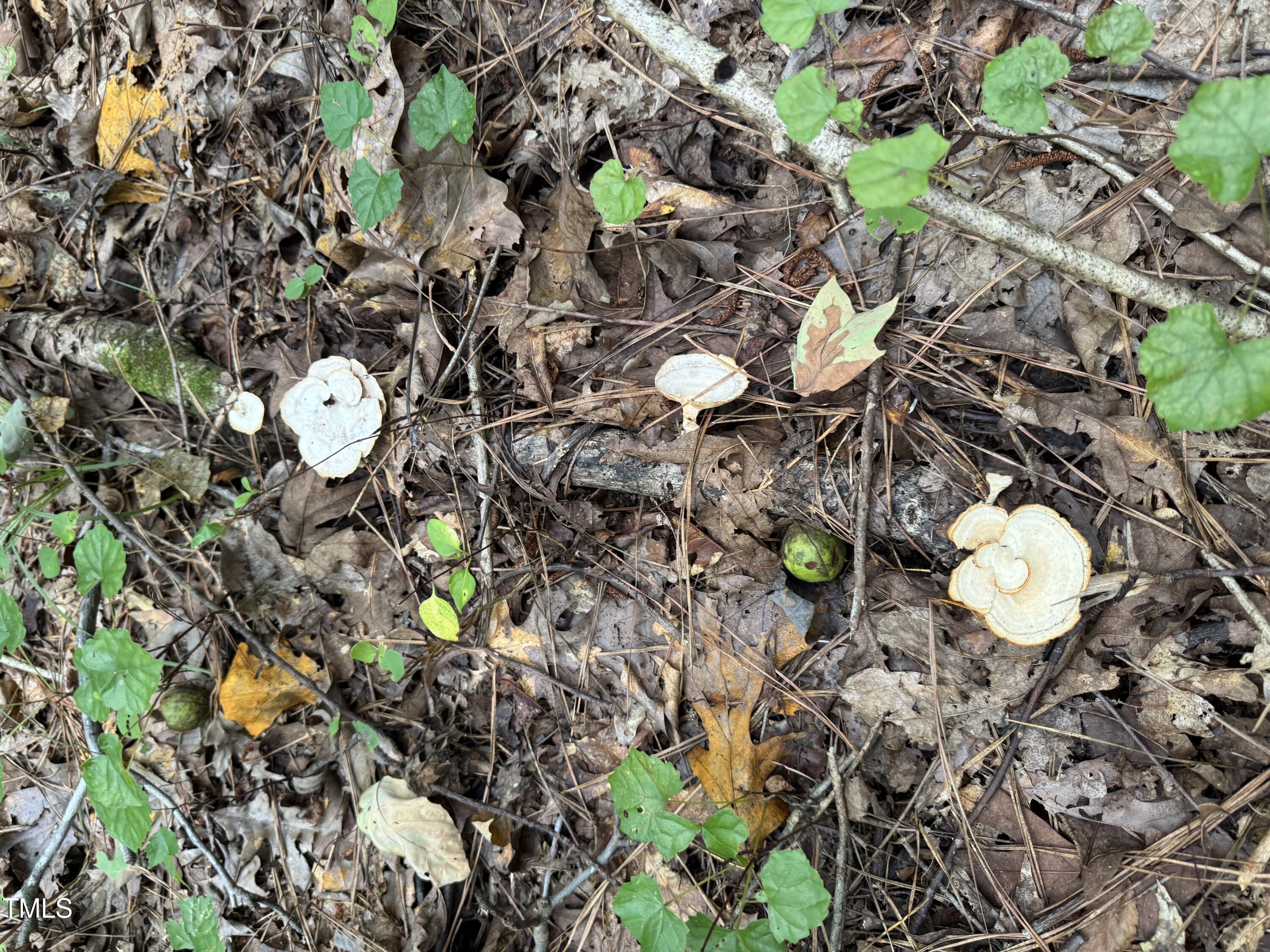 Tbd Tbd Walnut Springs Goldston, NC 27252 - Photo 19 of 28 a backyard of a house with lots of green space