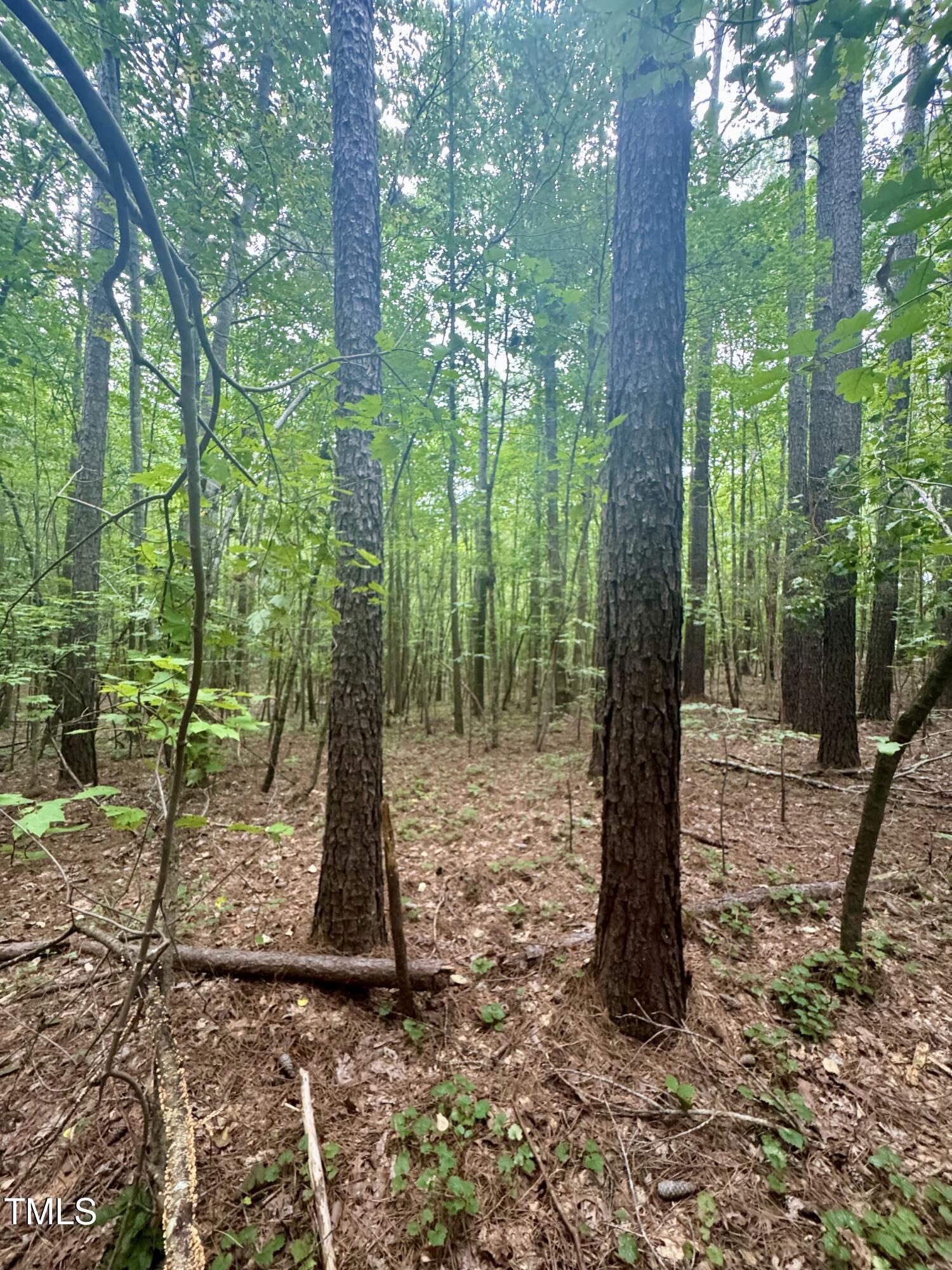 Tbd Tbd Walnut Springs Goldston, NC 27252 - Photo 21 of 28 a view of a forest with trees