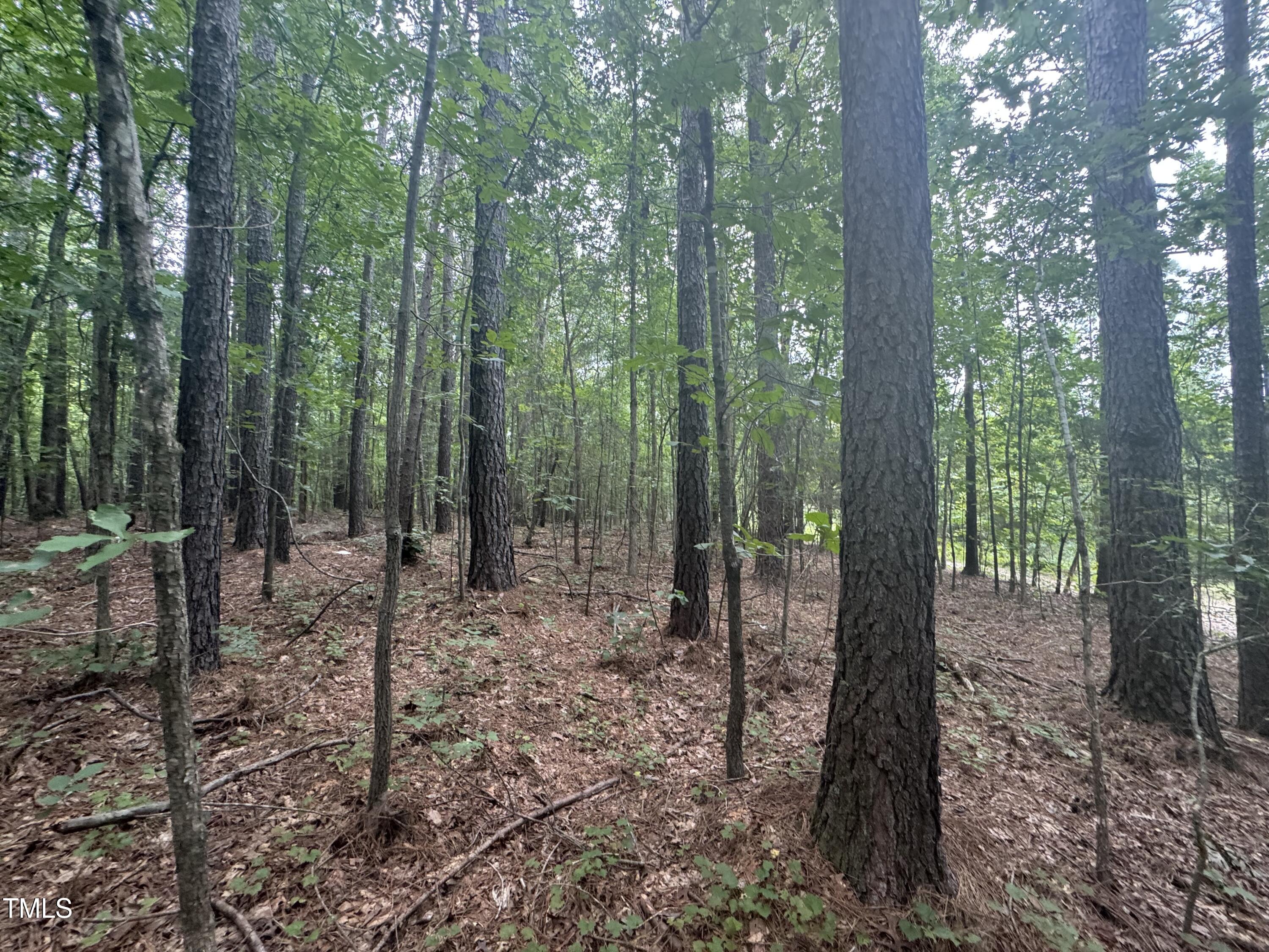 Tbd Tbd Walnut Springs Goldston, NC 27252 - Photo 5 of 28 a view of a forest
